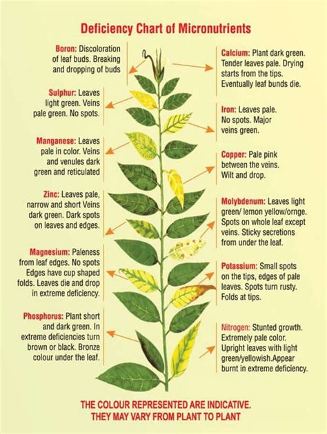 Signs & Symptoms of Plant Diseases - Plantinfo