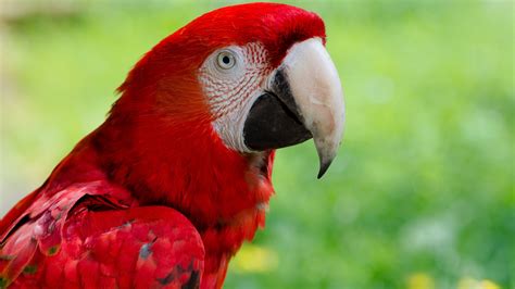 animals, Macaws, Nature, Closeup, Birds, Parrot Wallpapers HD / Desktop and Mobile Backgrounds