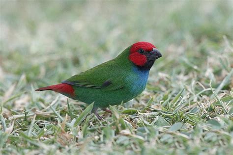 Birding Fiji - World Bird Traveler