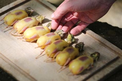 Ortolans - these small birds were considered a delicacy in france until ...