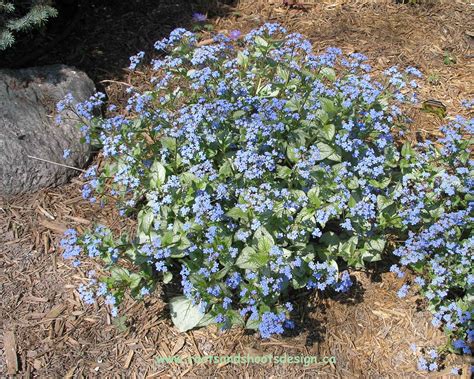 Brunnera "Jack Frost" | Perennial plants, Plants, Perennials