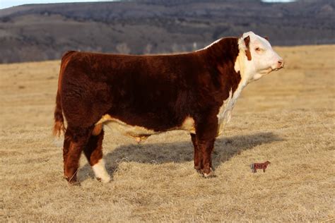 Polled Hereford Bulls