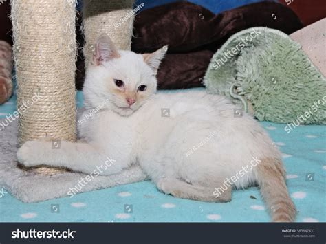 Flame Point Siamese Kitten Stock Photo 583847431 | Shutterstock