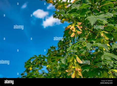 winged sycamore seeds on tree Stock Photo - Alamy