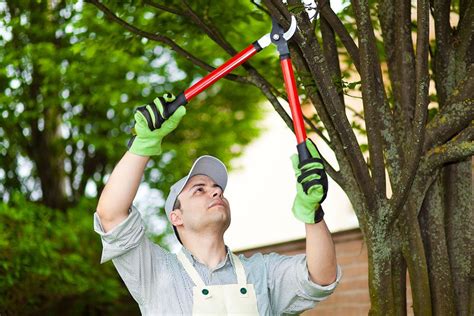 Tree Trimming: Techniques, Benefits, and Safety Measures