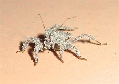 Pin on ***. INSECT SPECIES