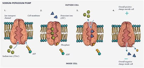 Sodium Potassium Ion Pump