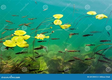 Fish in clear water stock image. Image of animal, blue - 24139413