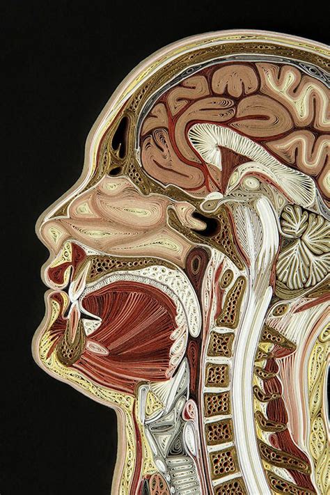 These Intricate Anatomy Cross Sections are Made From Old Books ...