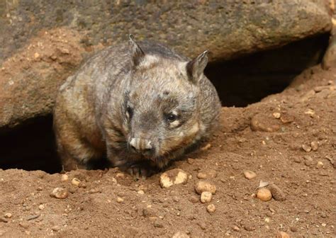 Wombat Behavior - AnimalBehaviorCorner