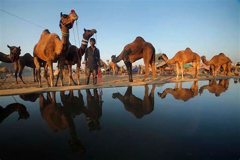 Save the camel; it may be extinct in a few decades