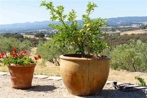 Pruning Fruit Trees In Containers: When To Prune Fruit, 42% OFF
