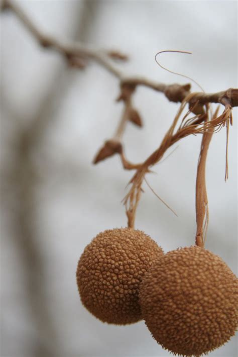 Trees With Seed Pods Identification