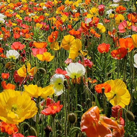 Poppy Iceland Poppy Nudicale Mixed Flower Seeds | Buy Seeds Online at Best Price in India - PLANTIC