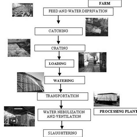 Broiler handling sequence for transportation from farm to processing ...