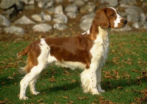 Welsh Springer Spaniel - SpockTheDog.com