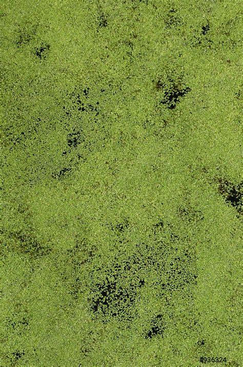 Texture of swamp water dotted with green duckweed and marsh - stock photo 936324 | Crushpixel