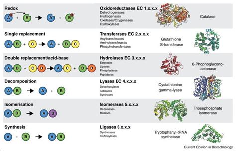 Explain different classes of enzymes