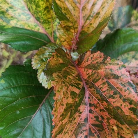 copper plant acalypha crotons plant | VGR Gardens