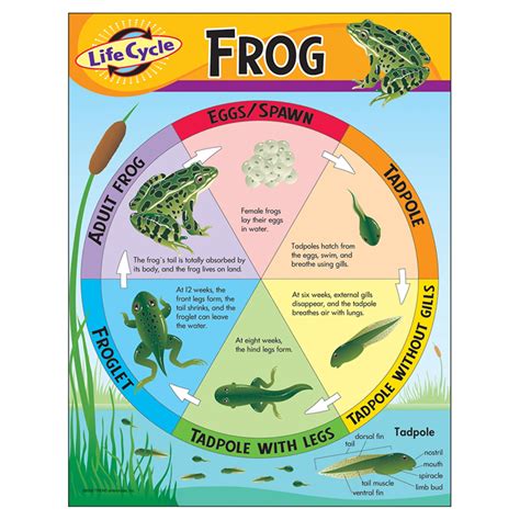 Life Cycle of a Frog Learning Chart, 17" x 22" - Walmart.com