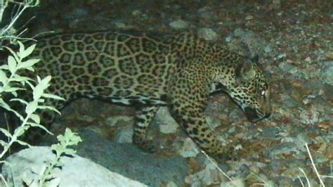 Years after he was last seen in Arizona, famed jaguar El Jefe has been ...