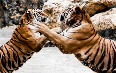 Tigers fight | Tigers fight | @Doug88888 | Flickr
