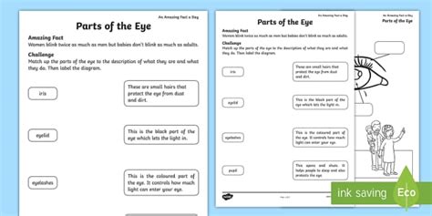 Eye Worksheets For Kids