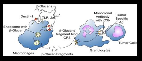 The uptake and subsequent actions of β-glucan on immune cells. Legend... | Download Scientific ...