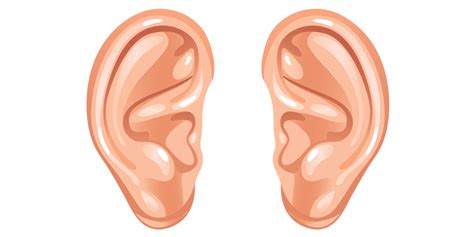 Ear PNG Transparent Images