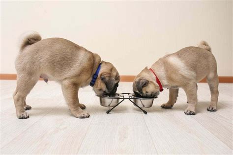 How Much Should I Feed My Pug Puppy? + Feeding Guide Chart