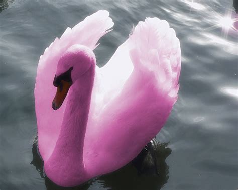 justin nozuka remix pink swan in the water | Swan, Pink, Pretty in pink