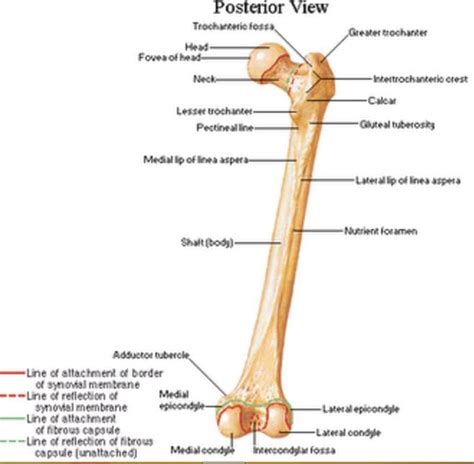 Linea Aspera of Femur - Location, Anatomy, Function, Types