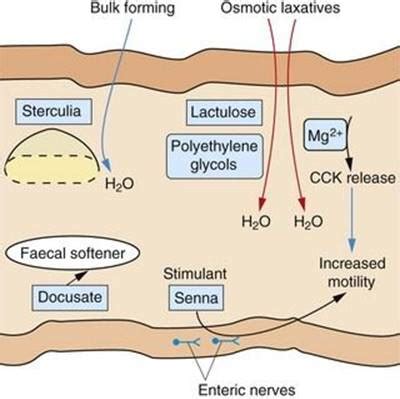 Mechanism Of Action Of Lactulose - IMAGESEE