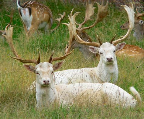 White Fallow Deer - a photo on Flickriver