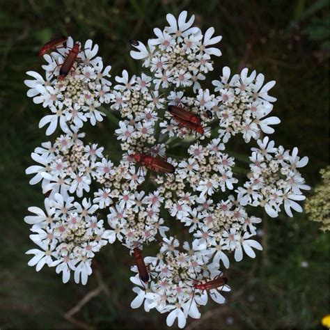 Heracleum sphondylium, Hogweed in GardenTags plant encyclopedia