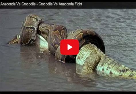 Happy to Watch: Anaconda Vs Crocodile