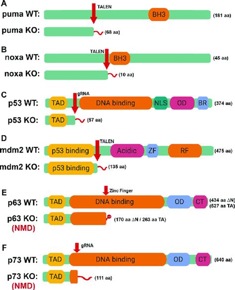 The protein structure of 6 mutant alleles in zebrafish generated by ...