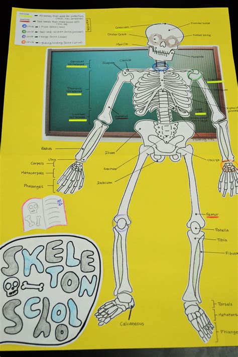 Teaching Kids About The Skeletal System