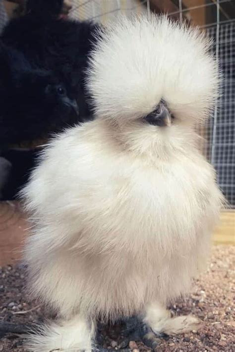 9 Hottest Fancy Chicken Breeds If You Want To Start A Coop