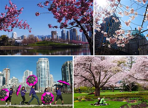 Vancouver Blooms With Its Cherry Blossom Festival – Forbes Travel Guide ...