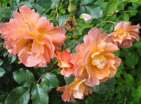 What are the Most Winter-Hardy Roses: a Cheat Sheet for the Novice Grower - Best Landscape Ideas