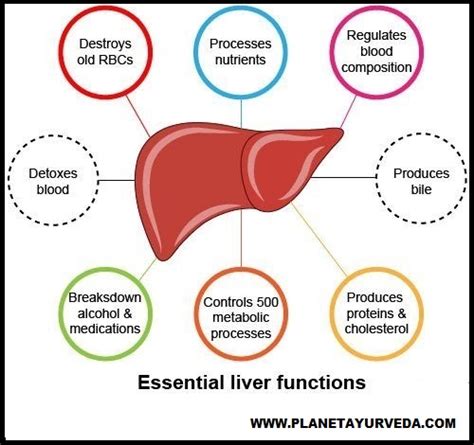 Types of Liver Diseases and Its Treatment in Ayurveda