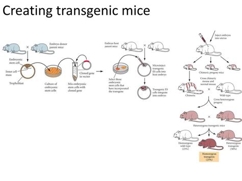 PPT - Mouse as a Model Organism PowerPoint Presentation, free download ...