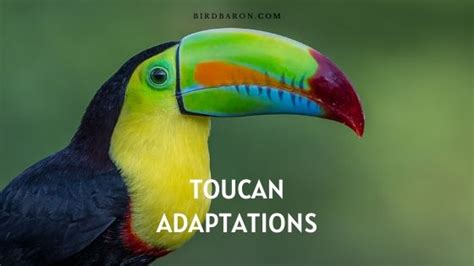 Toucan Adaptations - How Do Toucans Survive - BirdBaron