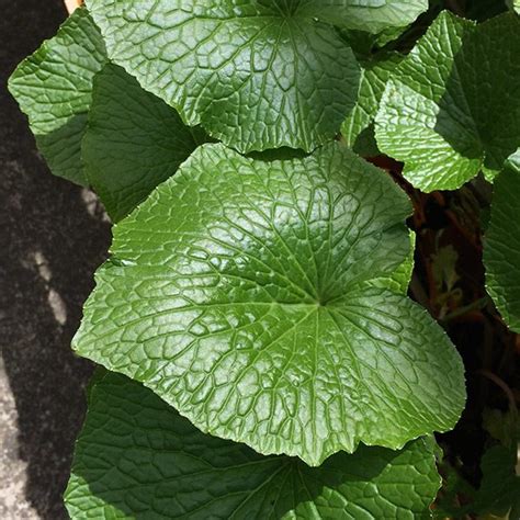 Wasabi Plants - Nurseries Online Australia