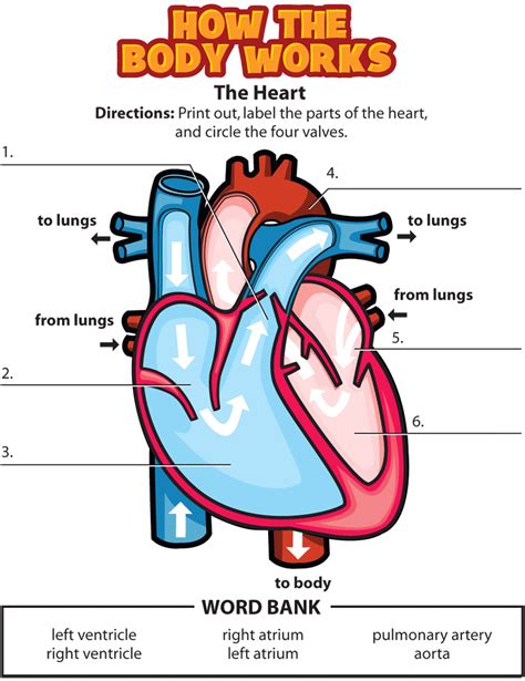 Activity: The Heart