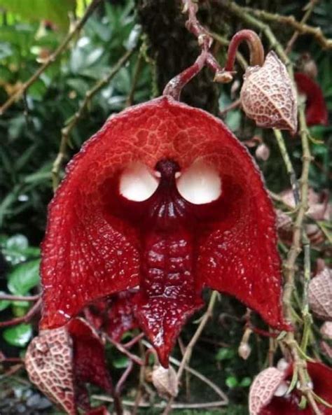 26 Plants That Look Utterly Creepy | KLYKER.COM