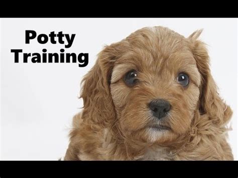 How To Potty Train A Cavapoo Puppy - Cavoodle House Training Tips ...