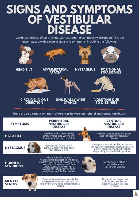 Learning About Vestibular Disease In Dogs | Bark For More