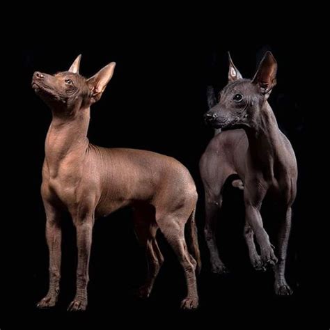 Este es el hermoso Xoloitzcuintli, el perrito que se lleva a los muertos al Mictlan. – Cultura y ...